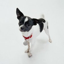 Small Breed Dog Food (Chihuahua)