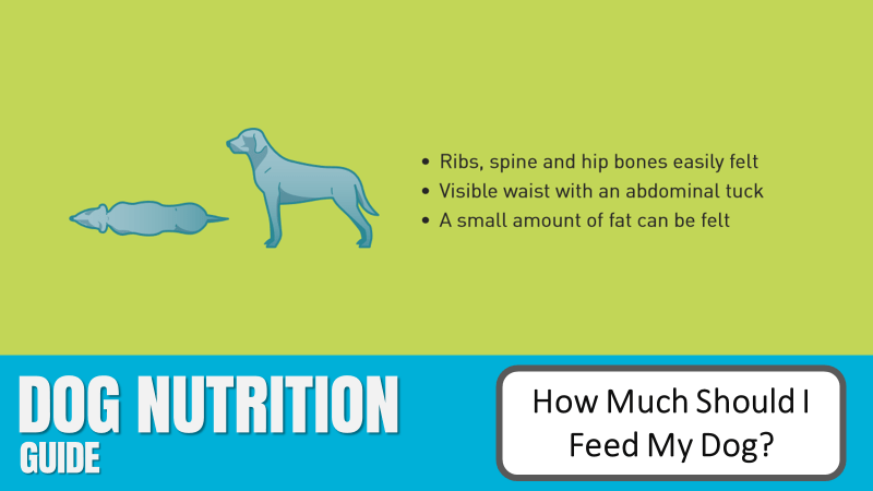 how much should I feed my dog