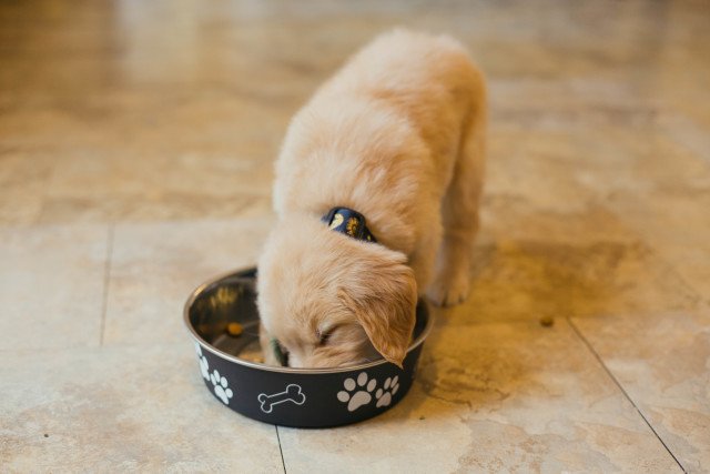 how long do you feed a dog puppy food